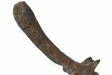 Hadrosaur (Brachylophosaurus?) Caudal Vertebra w/ Stand - Montana #227737-2